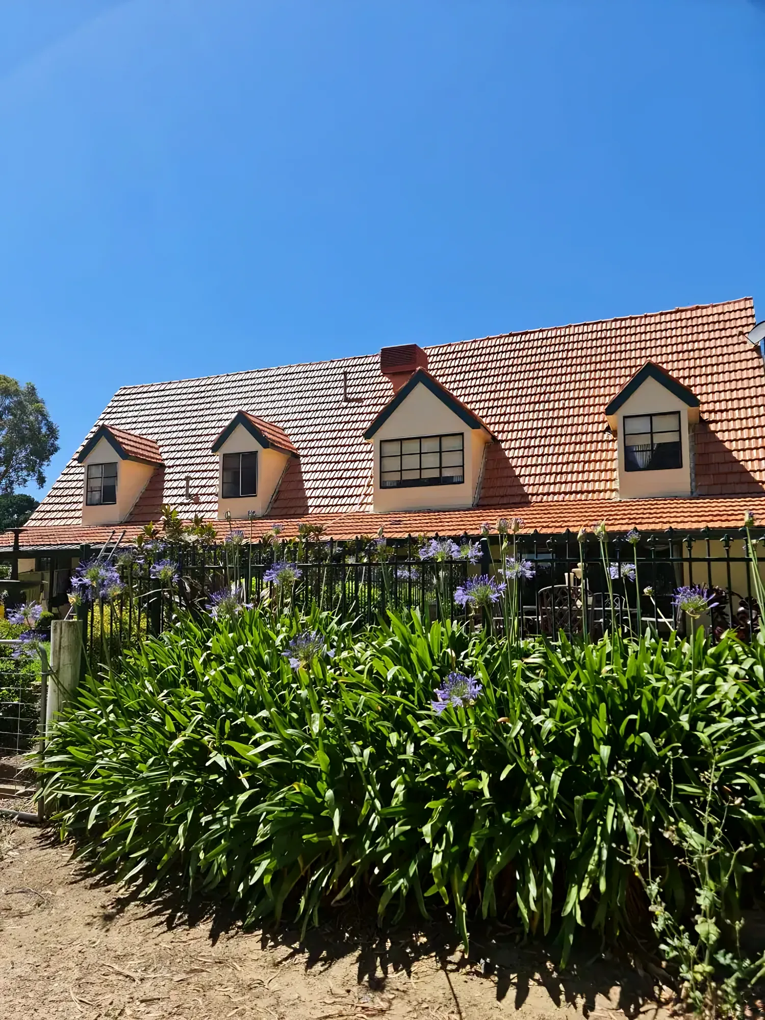 Two-storey home with a terracotta tile roof and dormer windows, with an agapanthus garden under a blue sky